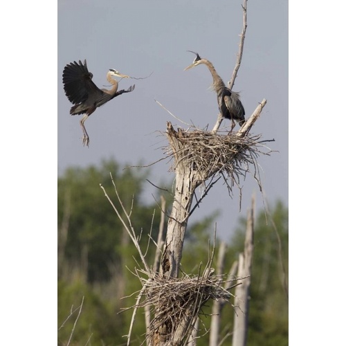 Canada, Quebec Great blue herons at their nest